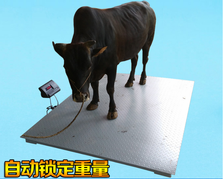 稱牛用的一噸電子秤