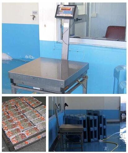 狄納喬進(jìn)口防水秤稱重現(xiàn)場(chǎng)